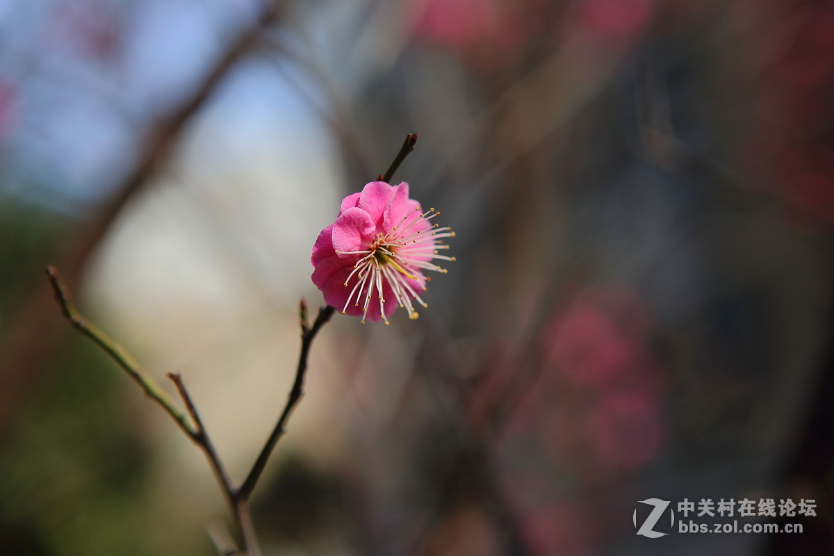 “满园春色关不住，三月桃花正月红”——(6D24-70桃花微拍)