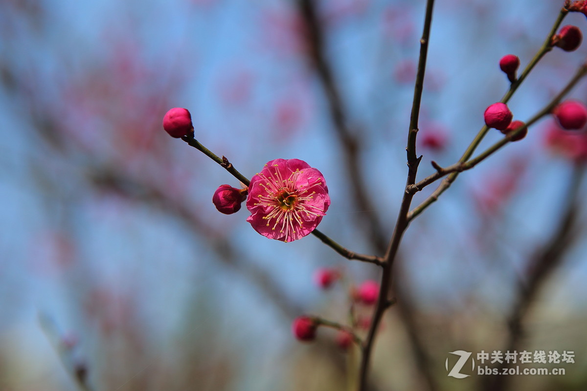 "满园春色关不住,三月桃花正月红(6d24-70桃花微拍)