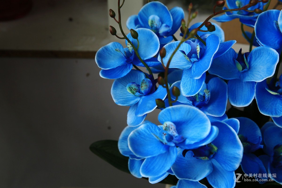 三圣红沙村拍花之17蓝蝴蝶兰