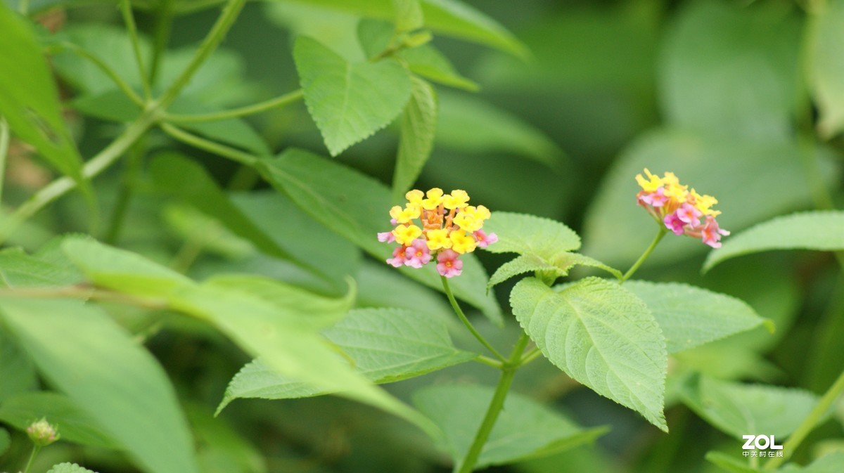深圳羊台山公园之《花花草草》