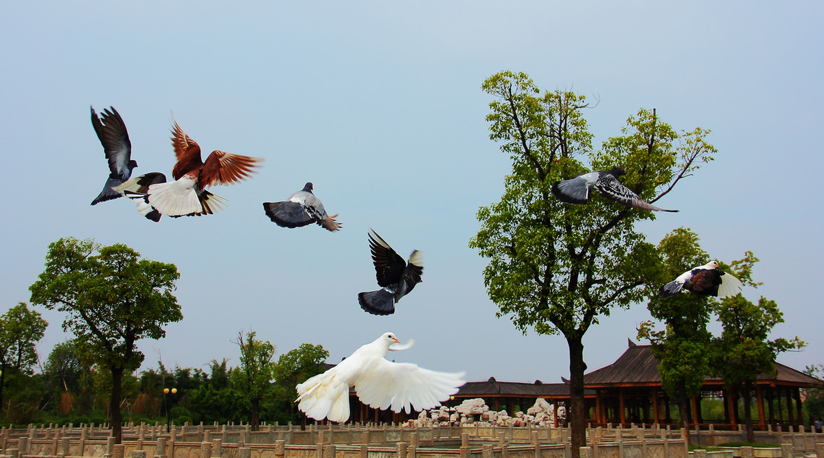 南昌天香园套头拍鸟--飞鸽传书。