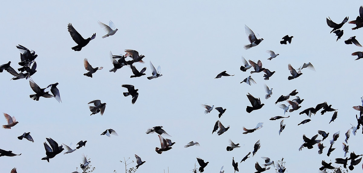 南昌天香园套头拍鸟--飞鸽传书。