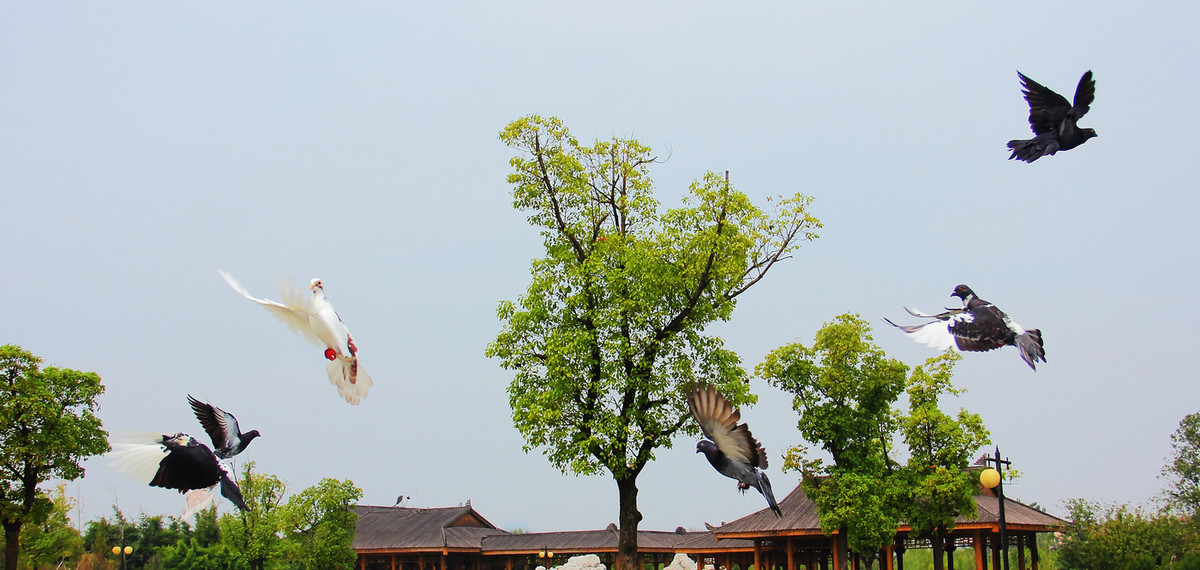南昌天香园套头拍鸟--飞鸽传书。