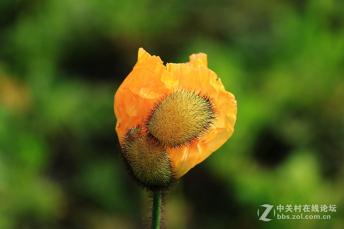 15年010——虞美人