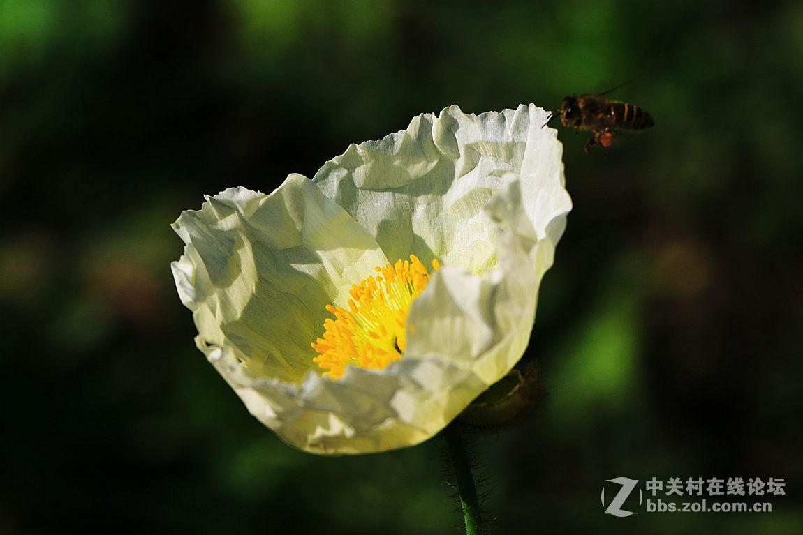 15年010——虞美人