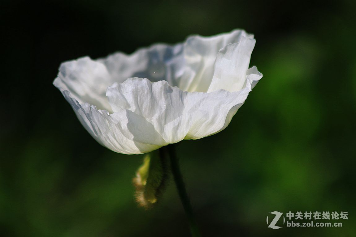 15年010——虞美人