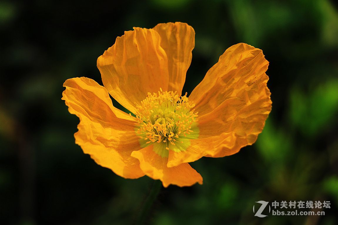 15年010——虞美人