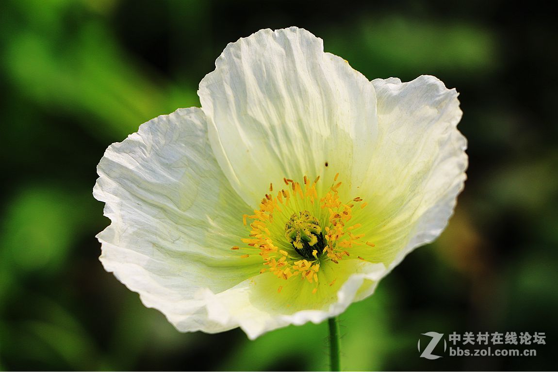 15年010——虞美人