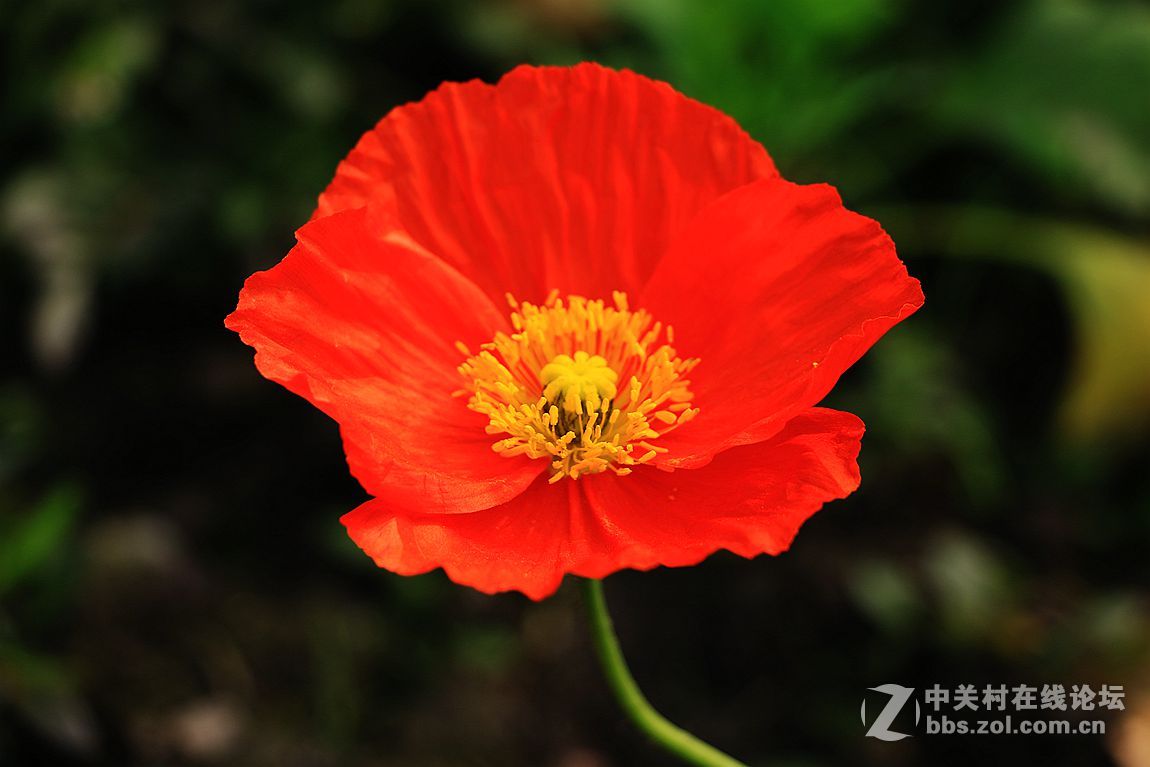 15年010——虞美人