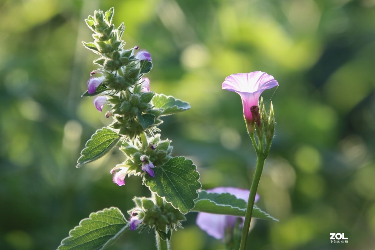 调高了机内锐度，出片硬朗不少