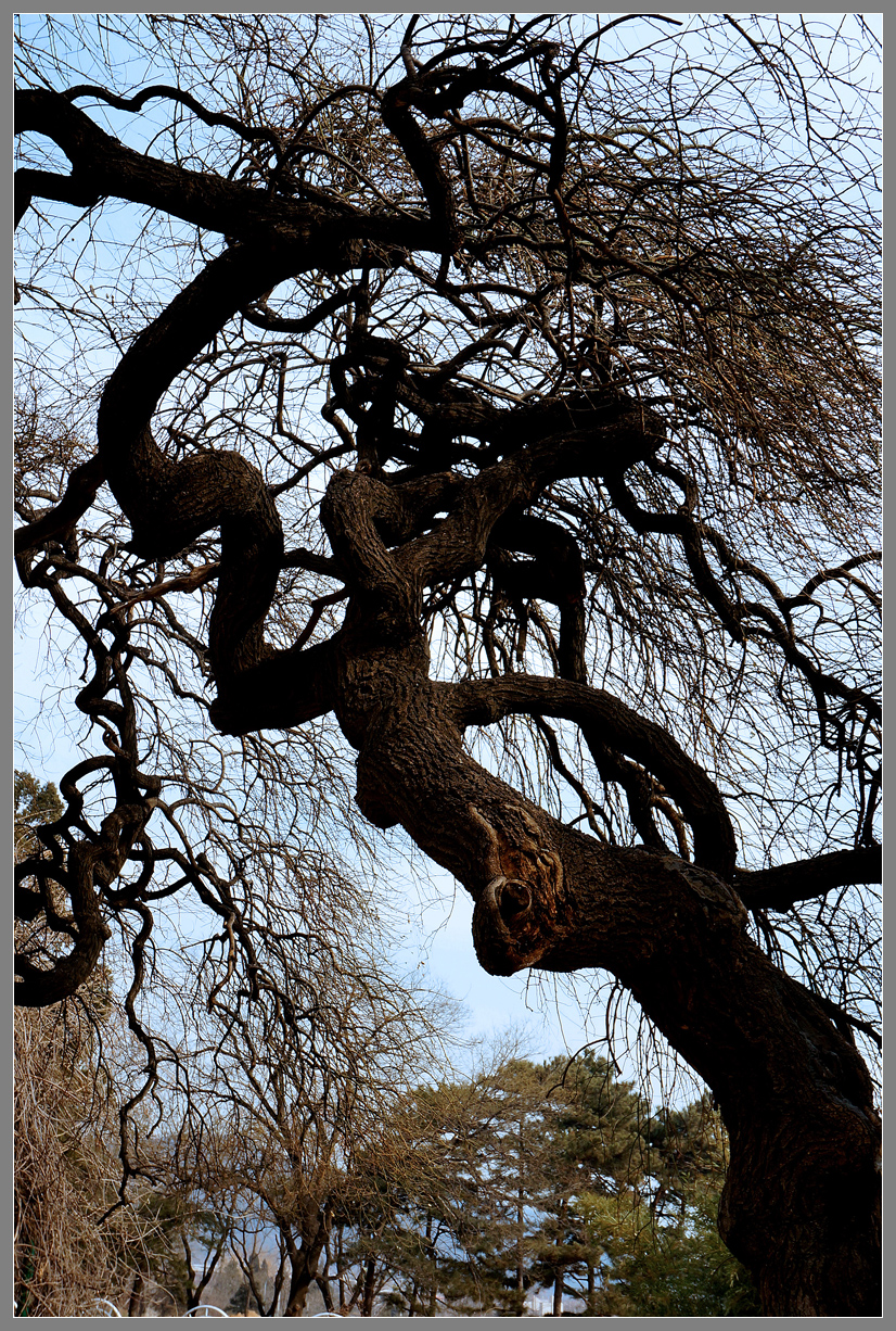 冬天里的龙爪槐枝杈峨嵯树影婆娑nex6拍摄