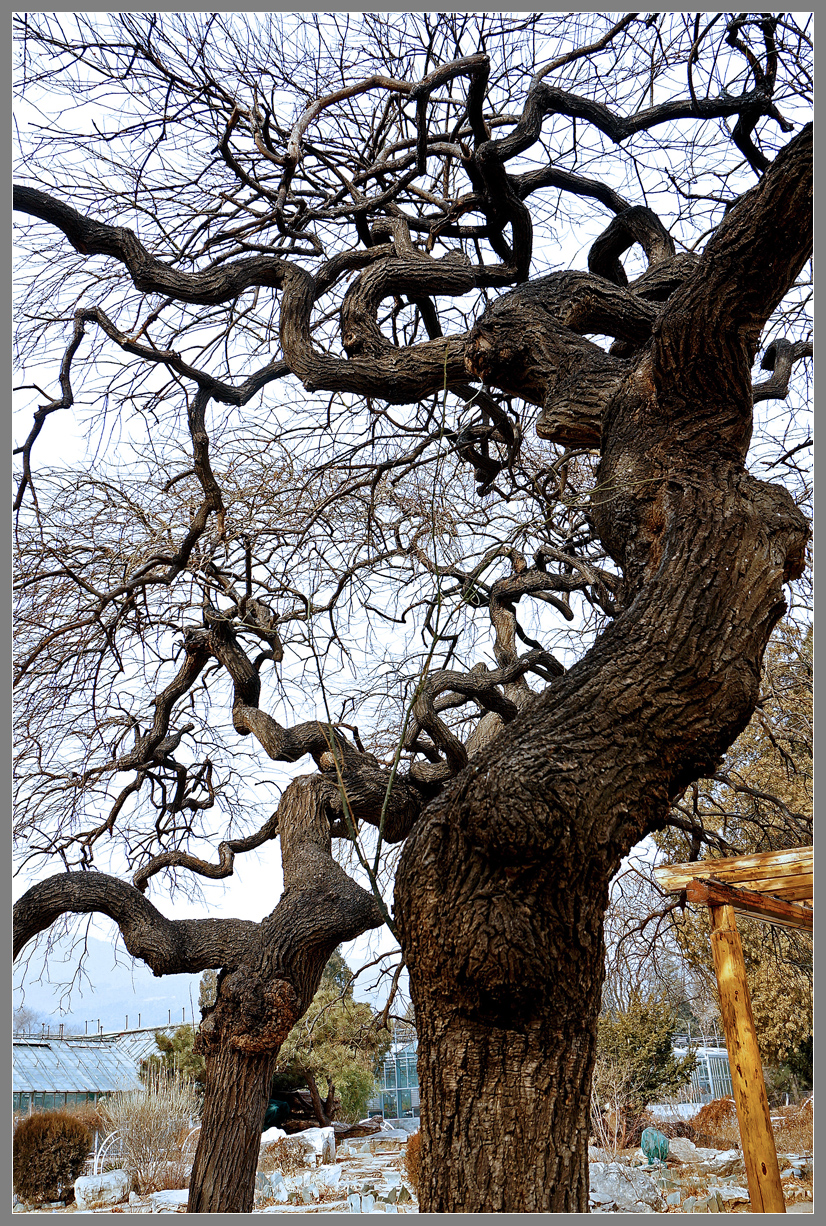 冬天里的龙爪槐枝杈峨嵯树影婆娑nex6拍摄