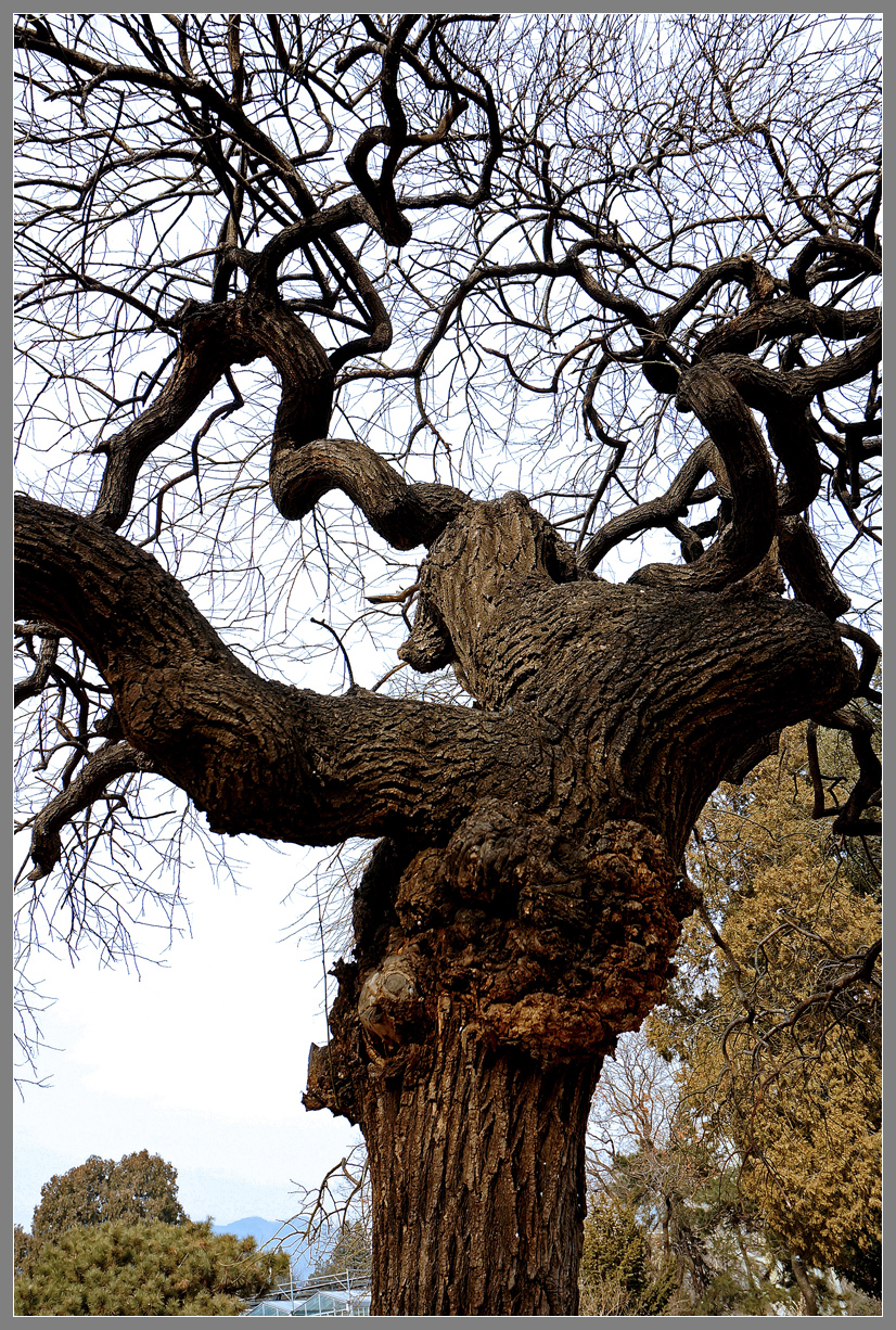 冬天里的龙爪槐枝杈峨嵯树影婆娑nex6拍摄