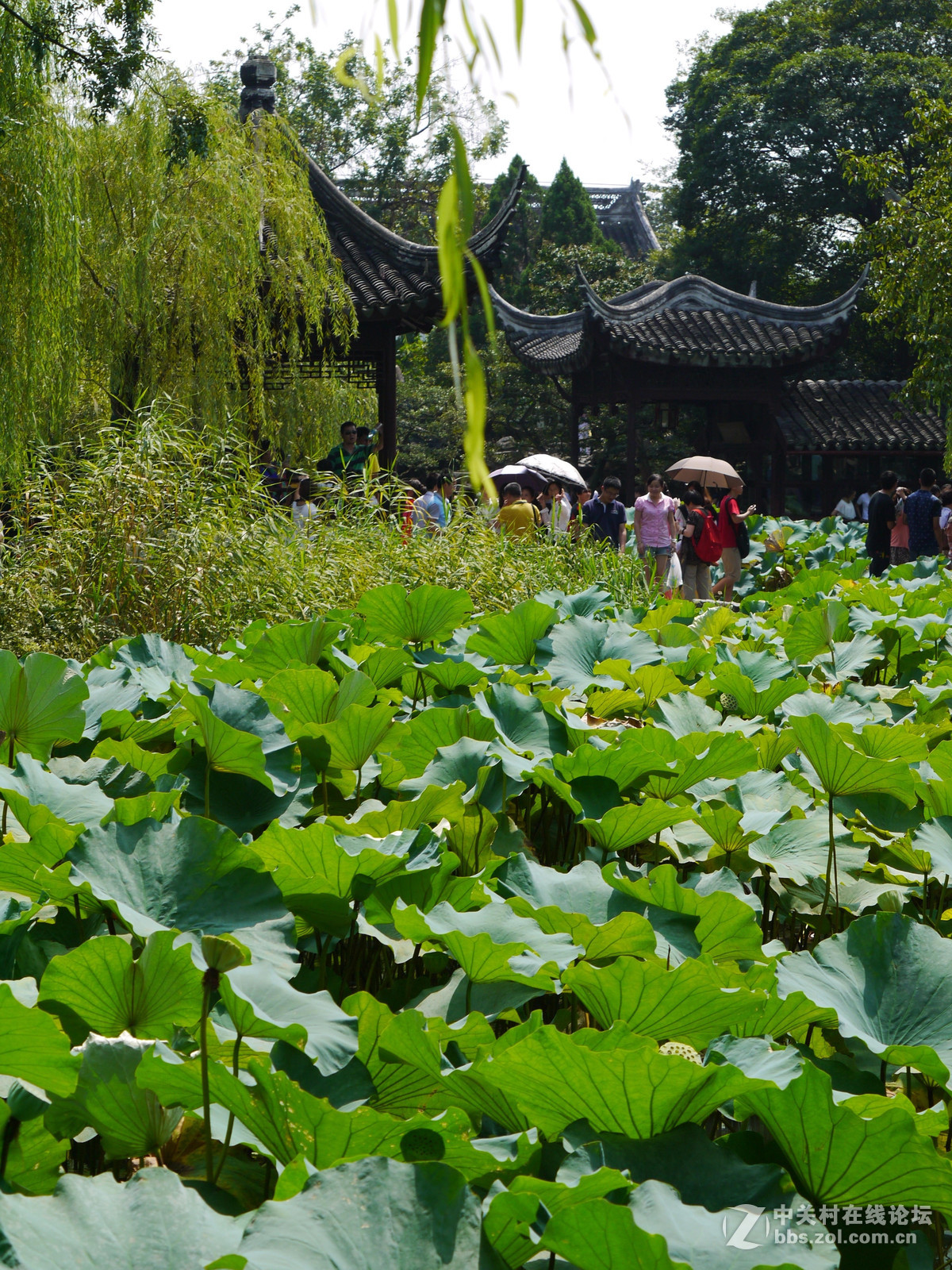 8月游江苏  直出