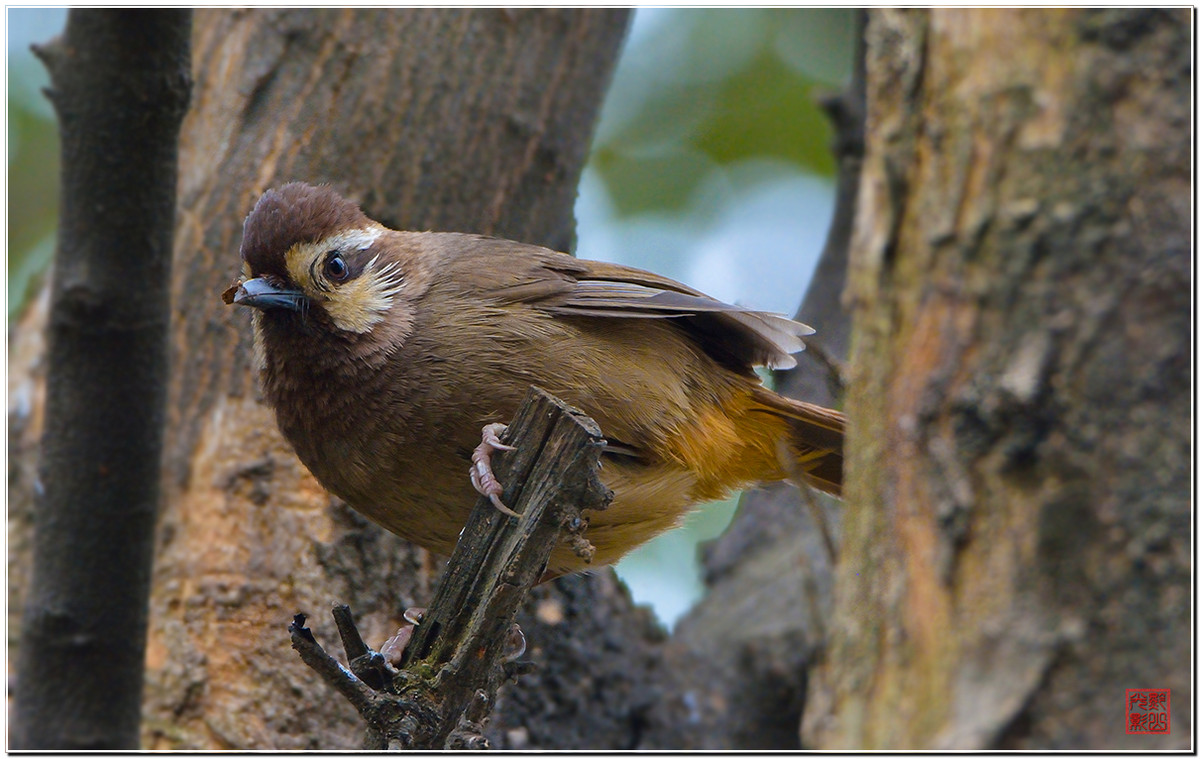 #尼康鸟类作品赏析#第20期《打鸟二月间》