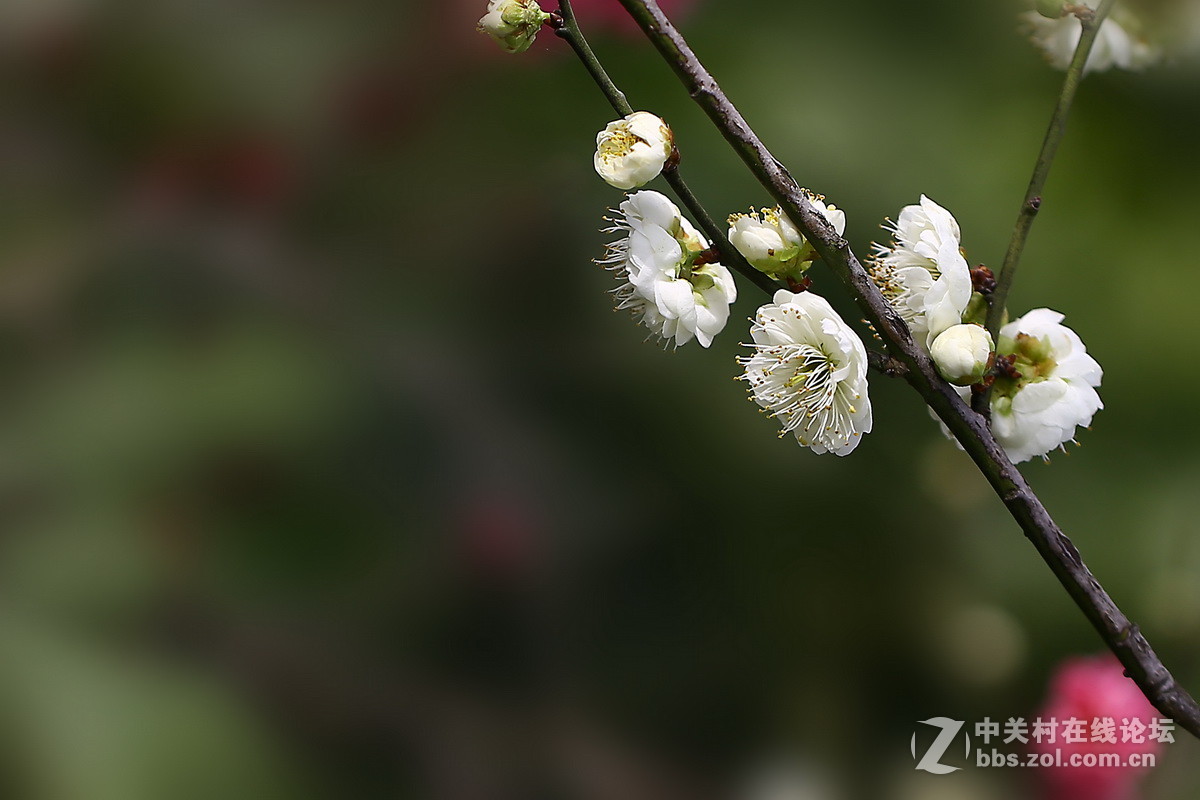 0171梅花绿萼宫粉小细梅