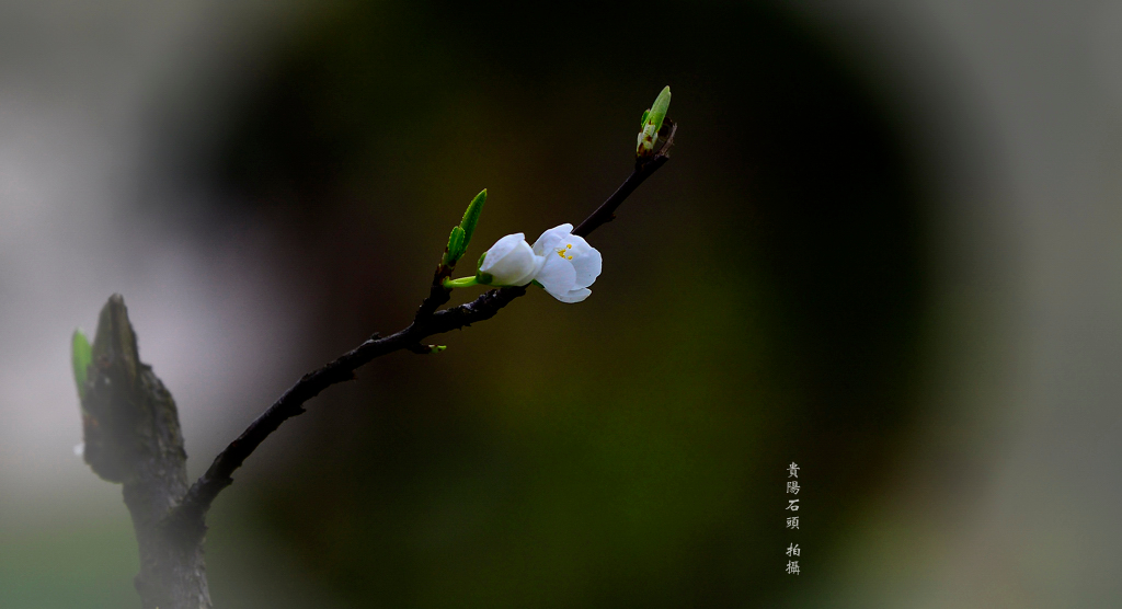 樱桃花