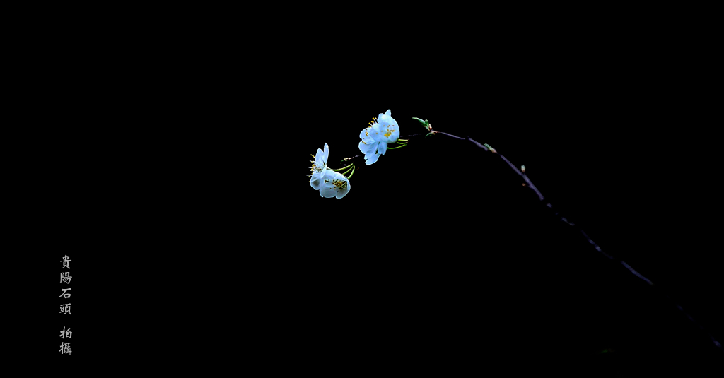 樱桃花