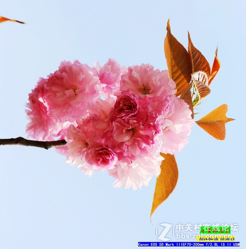 2014年5月小  桃  红