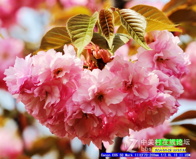 2014年5月小  桃  红