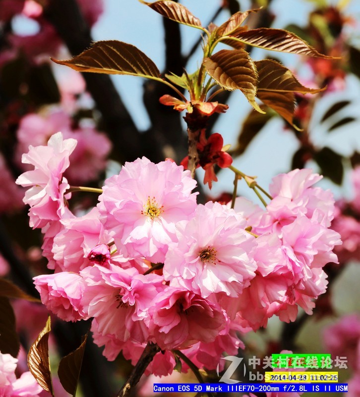 2014年5月小  桃  红