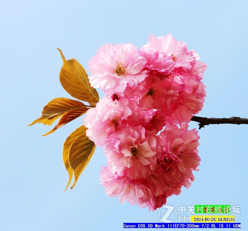 2014年5月小  桃  红