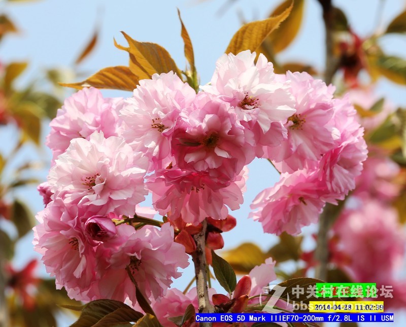 2014年5月小  桃  红