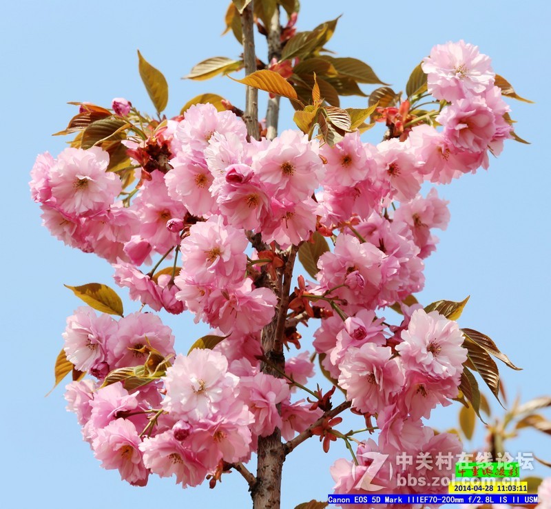2014年5月小  桃  红