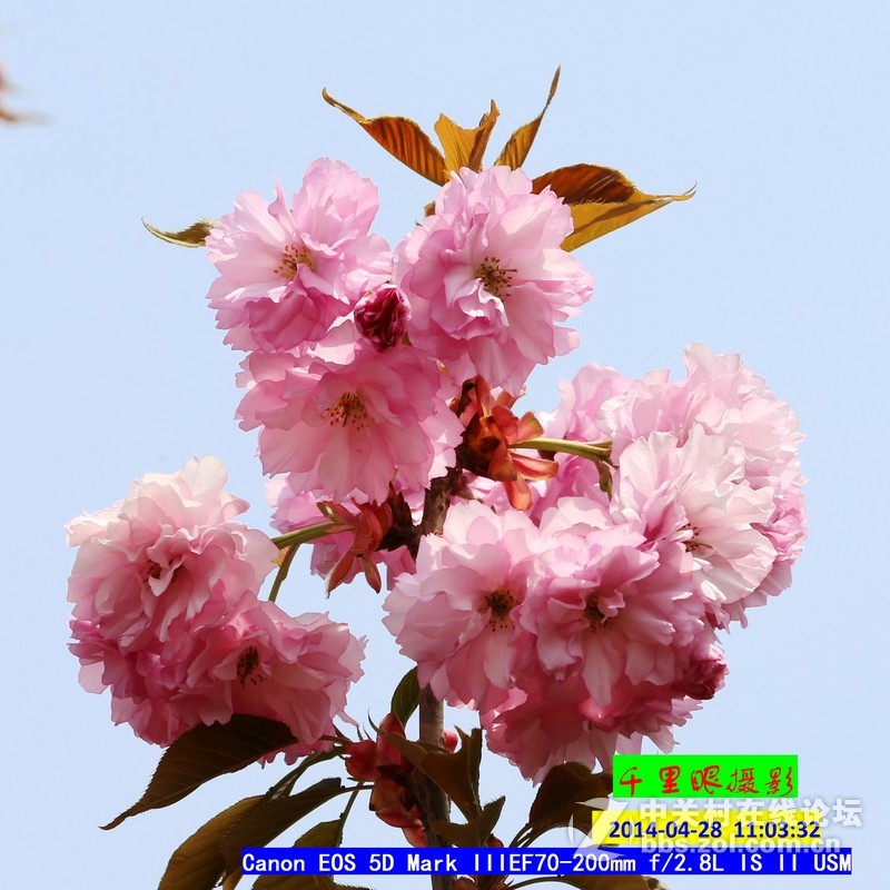 2014年5月小  桃  红