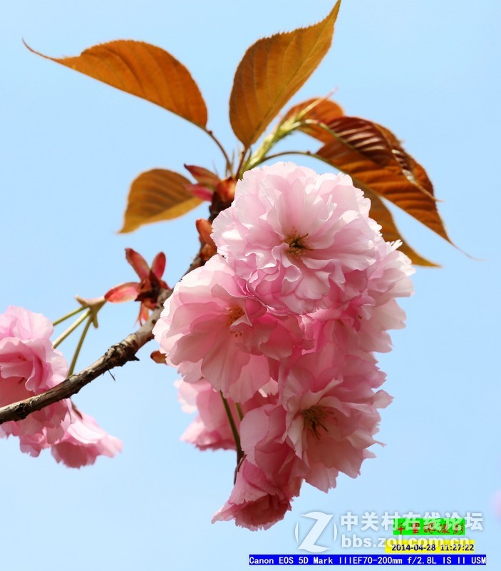 2014年5月小  桃  红
