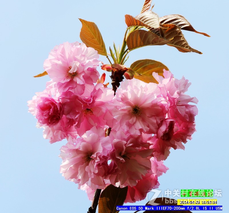 2014年5月小  桃  红
