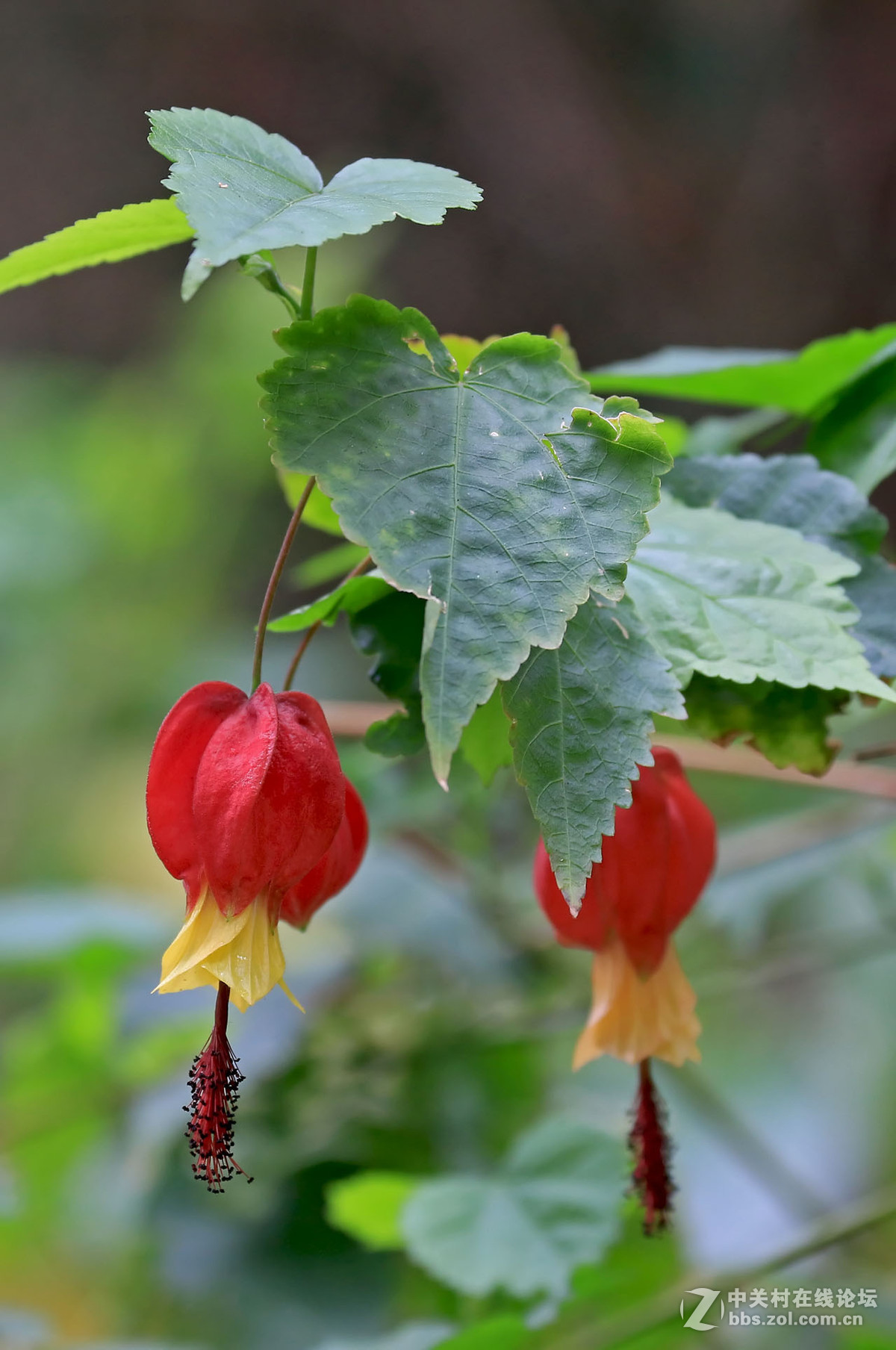 紅花綠葉