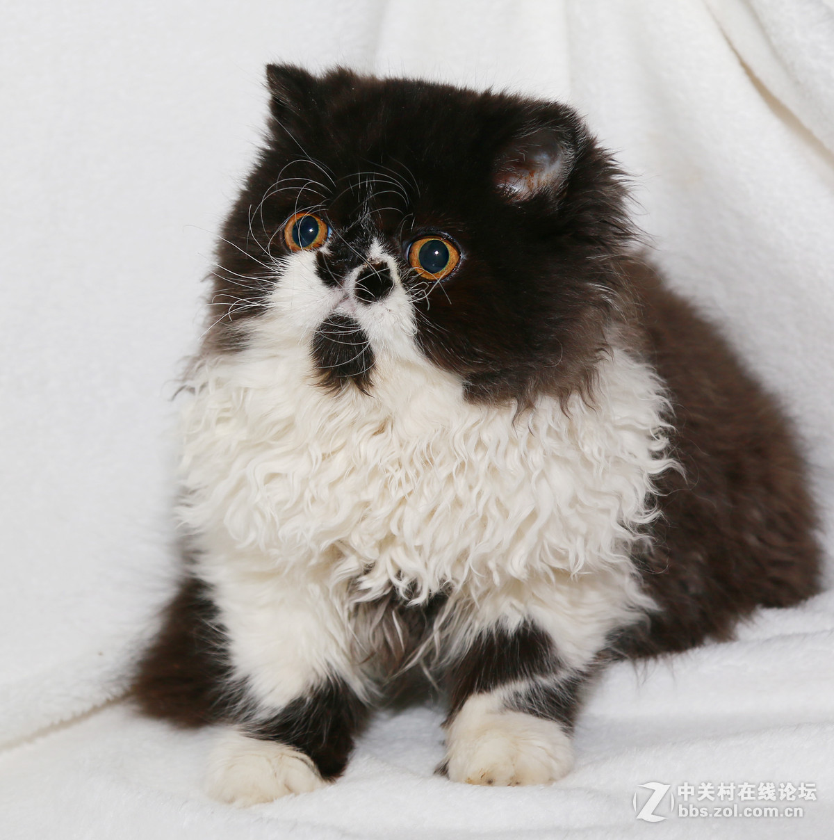 ★★★★★  纯种加菲猫 第六季  ★★★★★