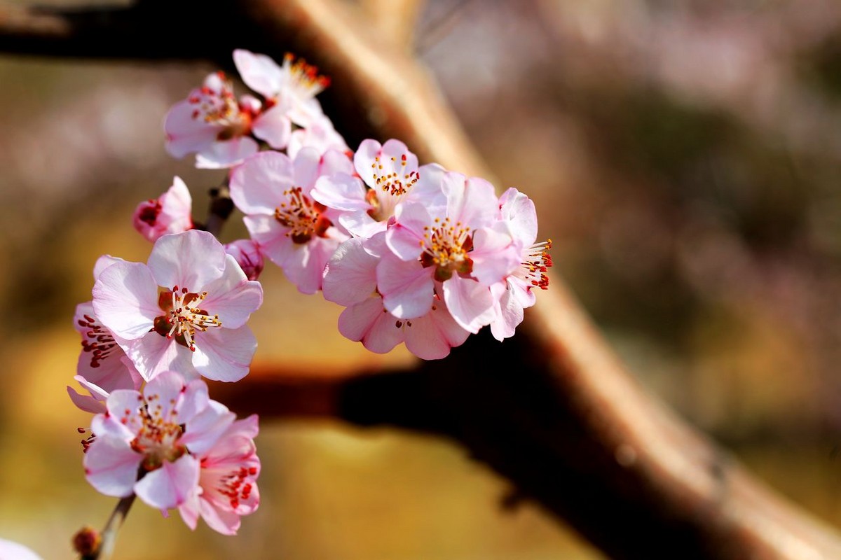 山桃花開了