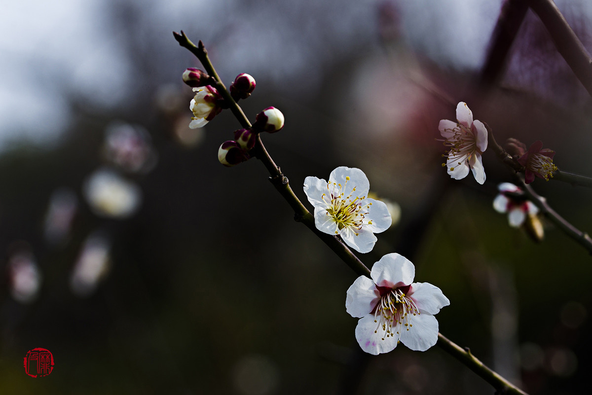 #尼康花卉作品赏析#【梅花报春】