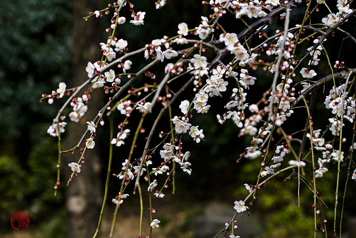 #尼康花卉作品赏析#【梅花报春】