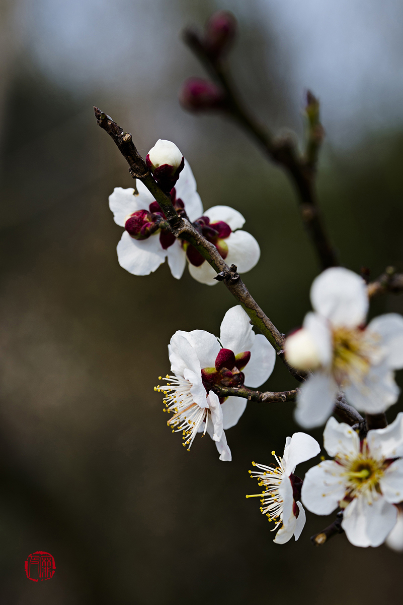 #尼康花卉作品赏析#【梅花报春】