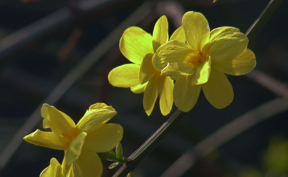 迎春花開春天來