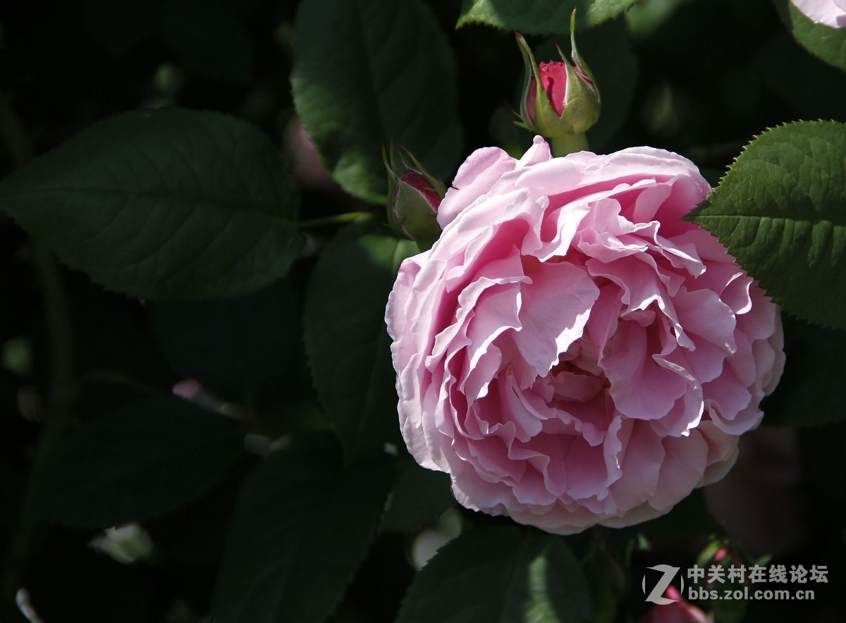 再发日本拍月季，只调锐度，曲线。