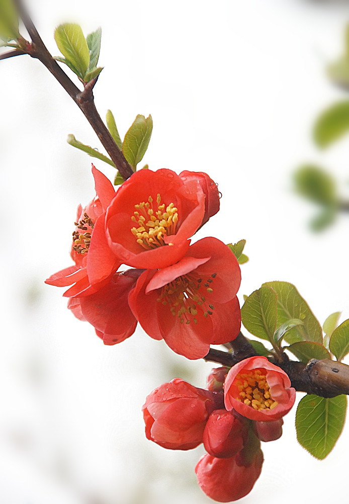 绵绵春雨中拍贴梗海棠