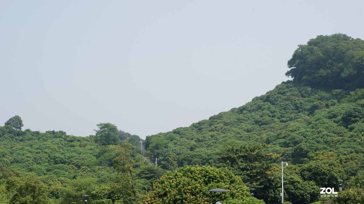 望牛亭公园之《技繁叶茂》