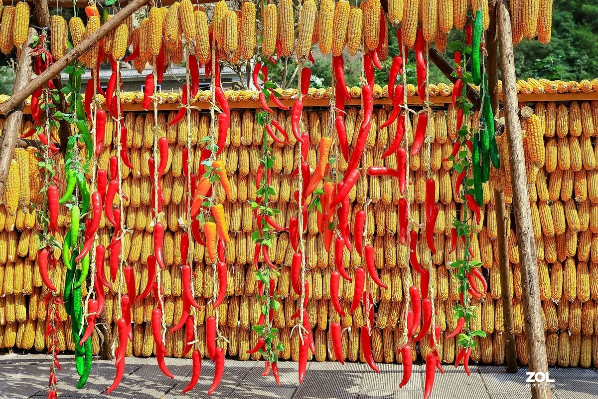 晒秋1——晒出红红火火的好日子