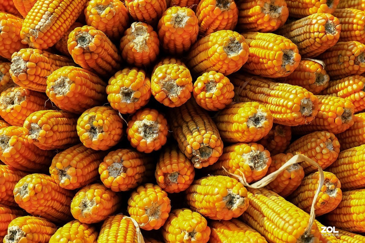 晒秋1——晒出红红火火的好日子