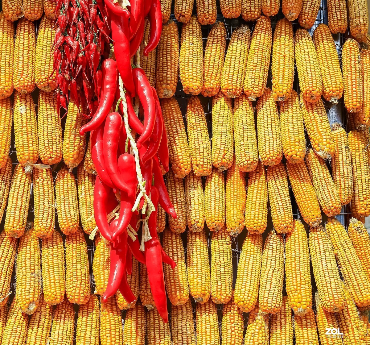 晒秋1——晒出红红火火的好日子