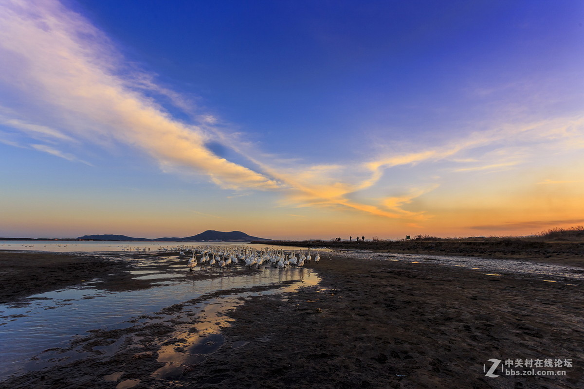 大年初一看天鹅