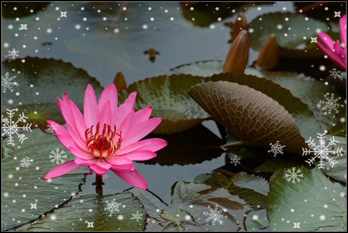 冬季莲花开 —— 祝日照星空(中国)开坛一周年！祝三位版主及好友们摄影愉快佳作多多！