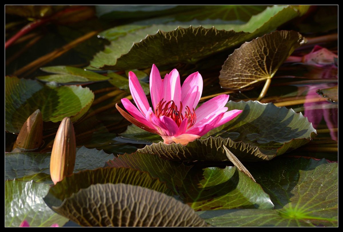 冬季莲花开 —— 祝日照星空(中国)开坛一周年！祝三位版主及好友们摄影愉快佳作多多！