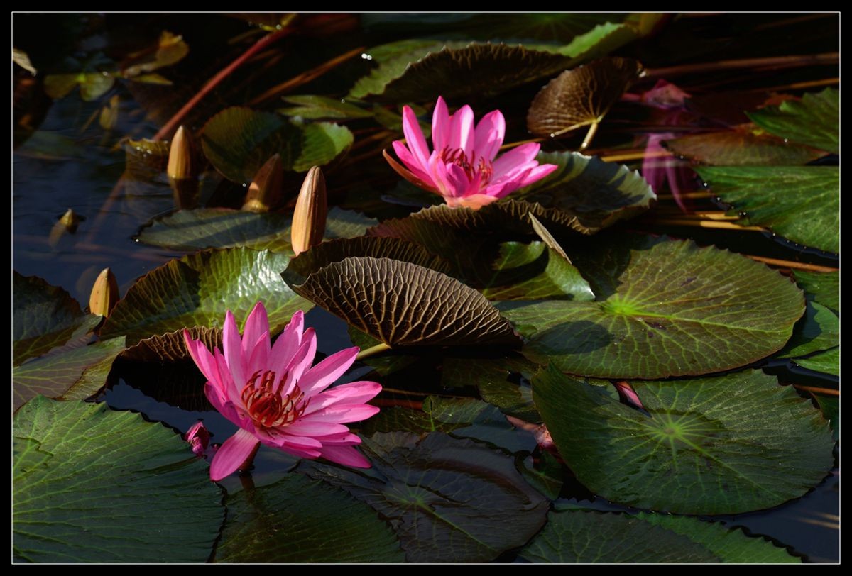 冬季莲花开 —— 祝日照星空(中国)开坛一周年！祝三位版主及好友们摄影愉快佳作多多！