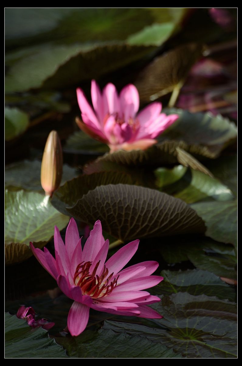 冬季莲花开 —— 祝日照星空(中国)开坛一周年！祝三位版主及好友们摄影愉快佳作多多！