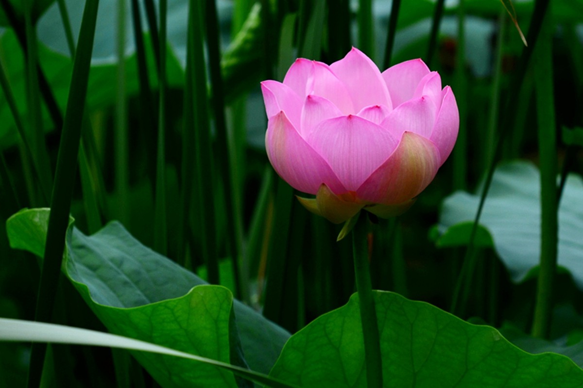 圆明园荷影——祝日照摄影星空(中国)成立一周年！